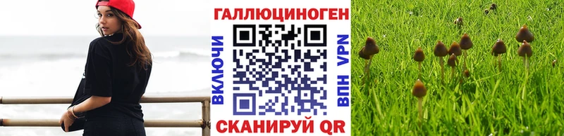 Псилоцибиновые грибы Magic Shrooms  закладка  мега ссылки  Владивосток 
